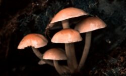 큰 버섯 따는 꿈