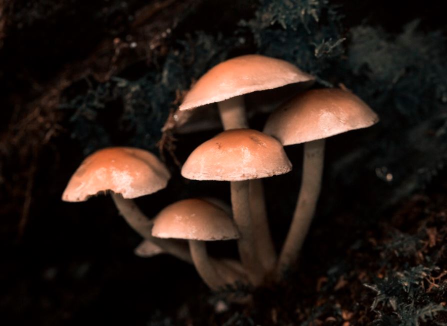 큰 버섯 따는 꿈