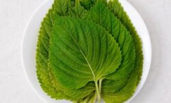 깻잎 꿈