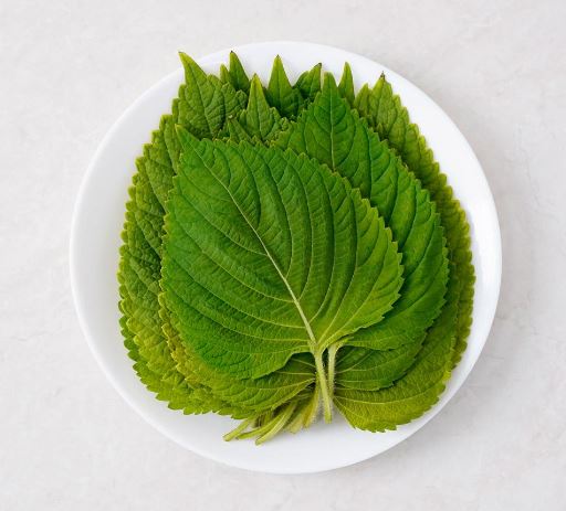 깻잎 꿈